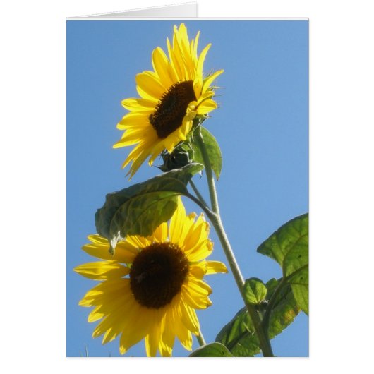 Sunflower Blank Card (Front)