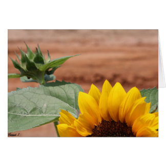 Sunflower Bloom Cards