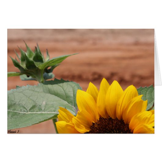 Sunflower Bloom Cards (Front Horizontal)