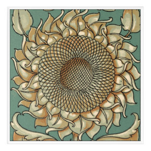 Sunflower Bloom on Blue-green Background Acrylic Print