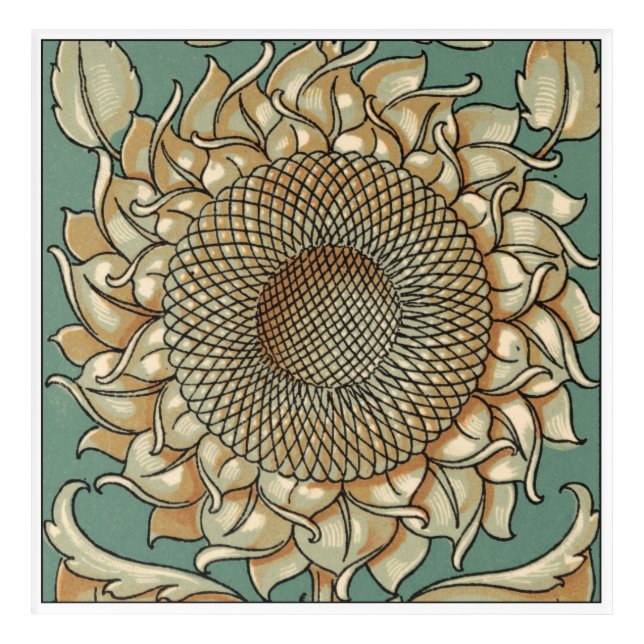 Sunflower Bloom on Blue-green Background Acrylic Print (Front)