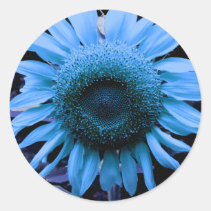 Sunflower, blue flower, retro blue floral classic round sticker