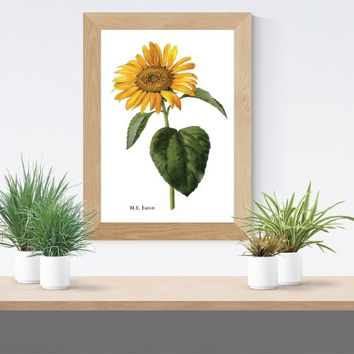 Sunflower Botanical Mary Eaton Poster