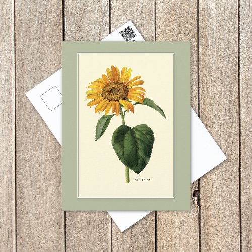 Sunflower Botanical Postcard