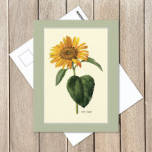 Sunflower British Botanical Illustration