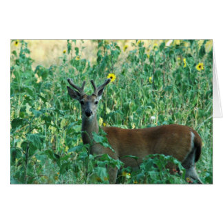Sunflower Buck Cards