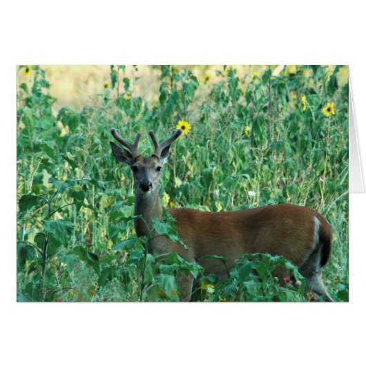 Sunflower Buck Cards (Front Horizontal)