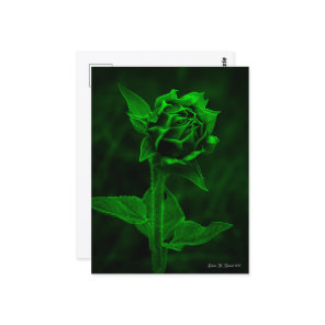 "Sunflower Bud"  Postcard