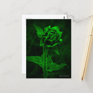 "Sunflower Bud" Postcard