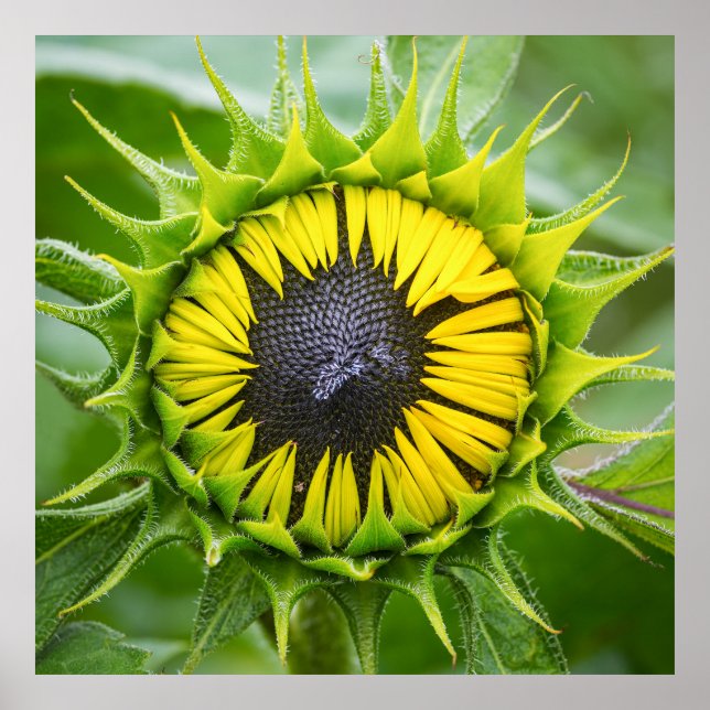 Sunflower Bud Poster (Front)