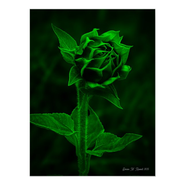"Sunflower Bud"  Poster (Front)