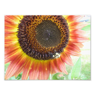 Sunflower & Bumblebee, Boston 8x10 photo Print