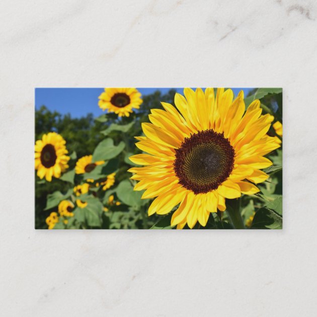 sunflower code game sunflower code game