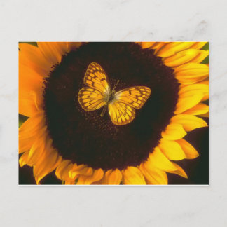 Sunflower Butterfly Postcard