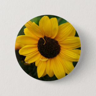 Sunflower Button