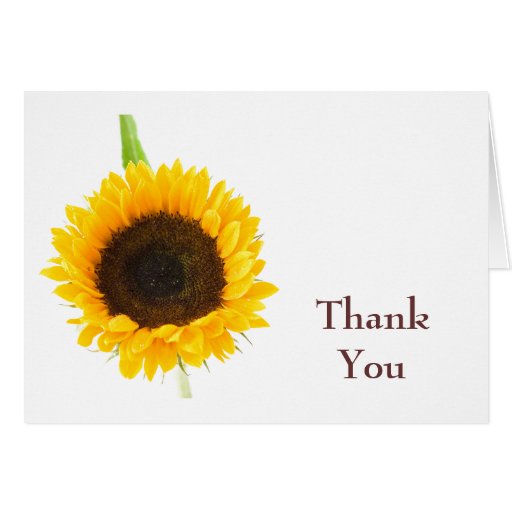 sunflower by Petr Kratochvil, Thank You Note Card | Zazzle