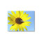 Sunflower Canvas