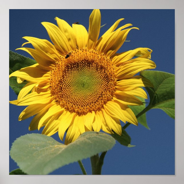 Sunflower Canvas Poster (Front)