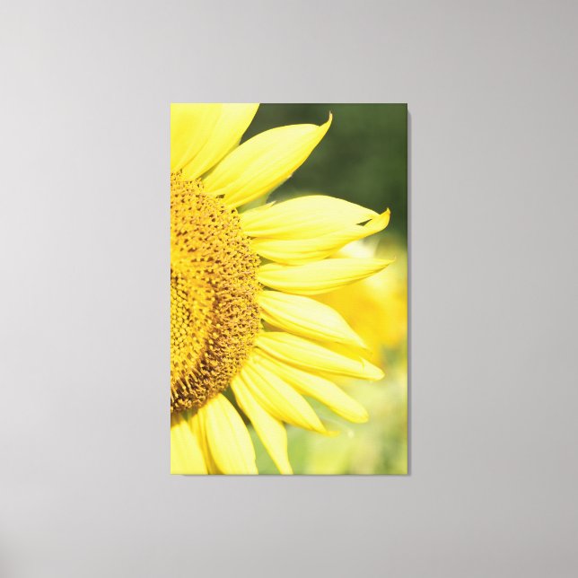 Sunflower Canvas Print (Front)