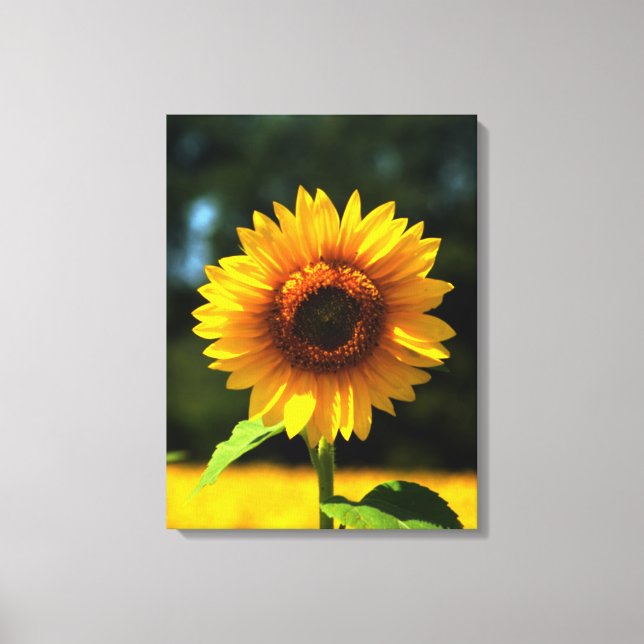 Sunflower Canvas Print (Front)