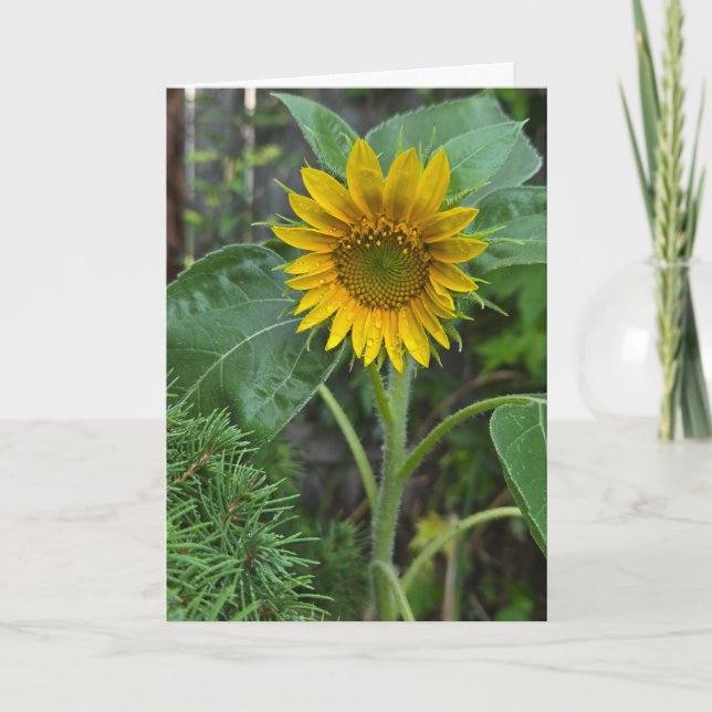 Sunflower Card (Front)
