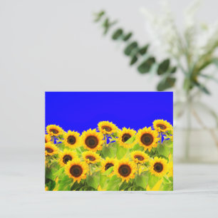 Sunflower Card Ukrainian Flag Colors - Freedom