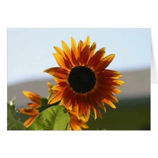 sunflower cards (Front Horizontal)