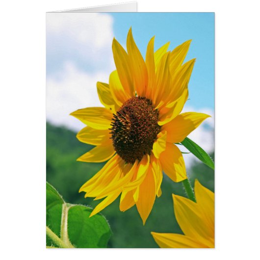 Sunflower Cards (Front)