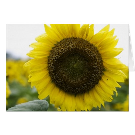 Sunflower Cards (Front Horizontal)