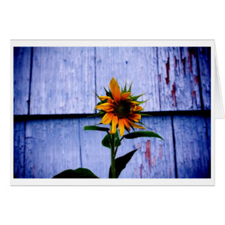 Sunflower Cards