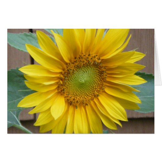 "Sunflower" Cards (Front Horizontal)