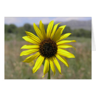 Sunflower Cards