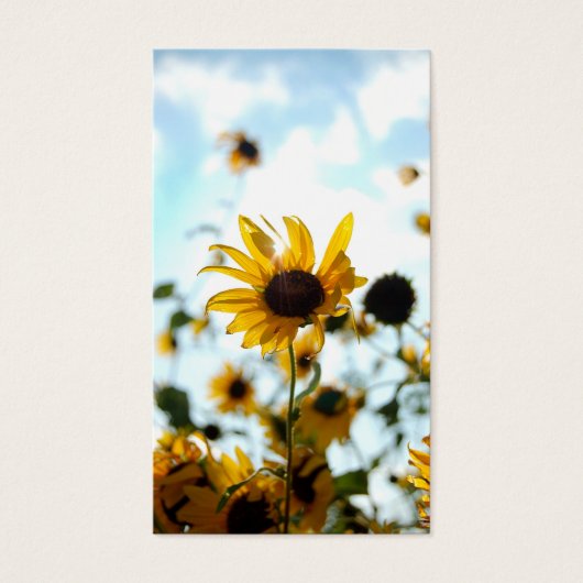 Sunflower Cards (Front)