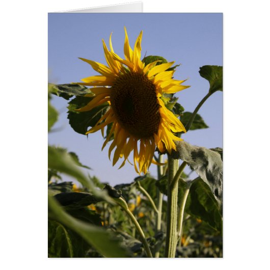 Sunflower Cards (Front)