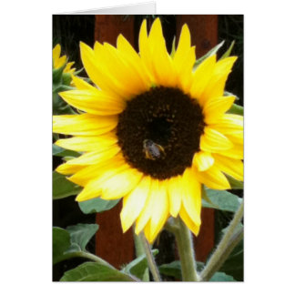 Sunflower Cards
