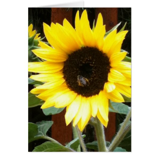 Sunflower Cards (Front)