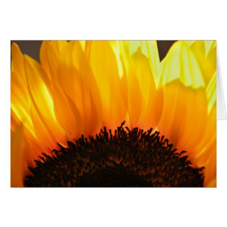 Sunflower Cards