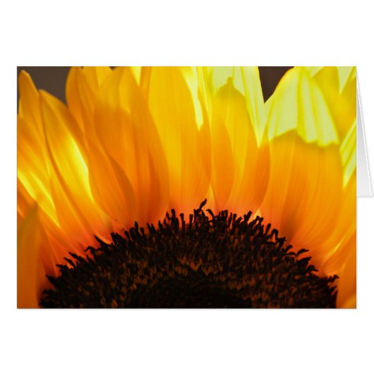 Sunflower Cards (Front Horizontal)