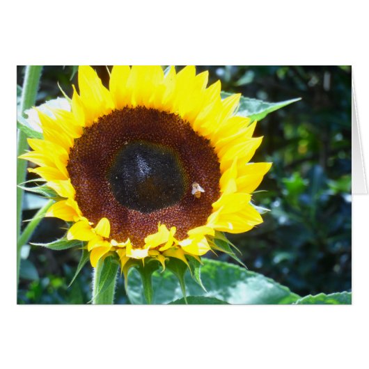 Sunflower Cards (Front Horizontal)