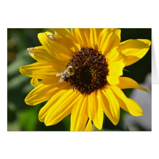 Sunflower Cards (Front Horizontal)