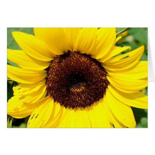Sunflower Cards (Front Horizontal)