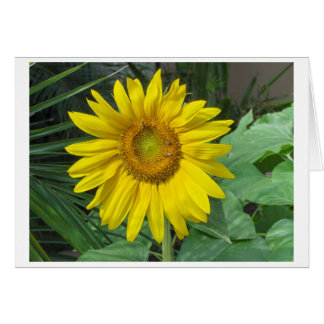 Sunflower Cards