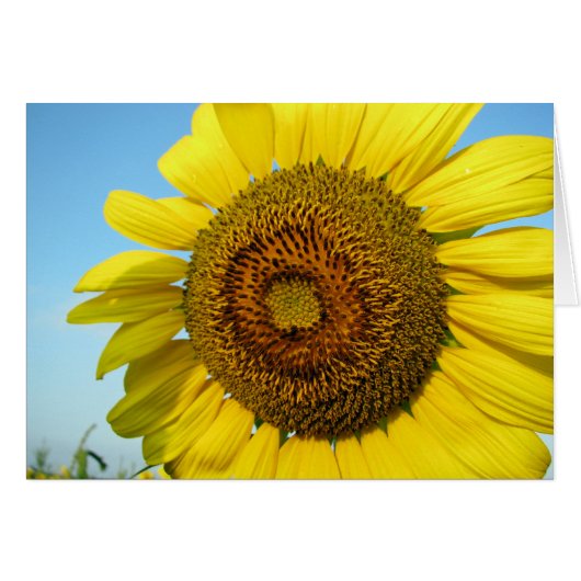 Sunflower Cards (Front Horizontal)