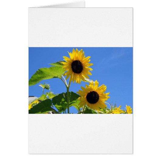 Sunflower cards (Front)