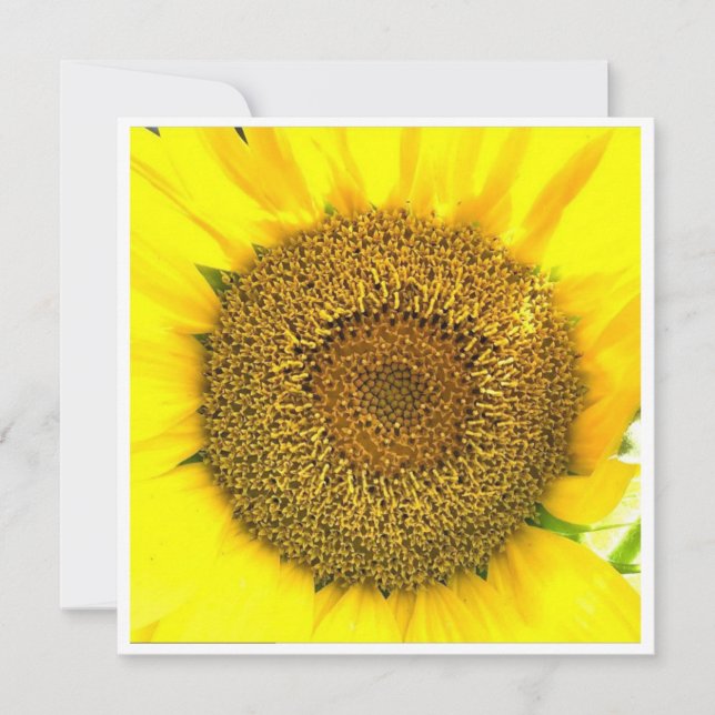 Sunflower Center (Front)