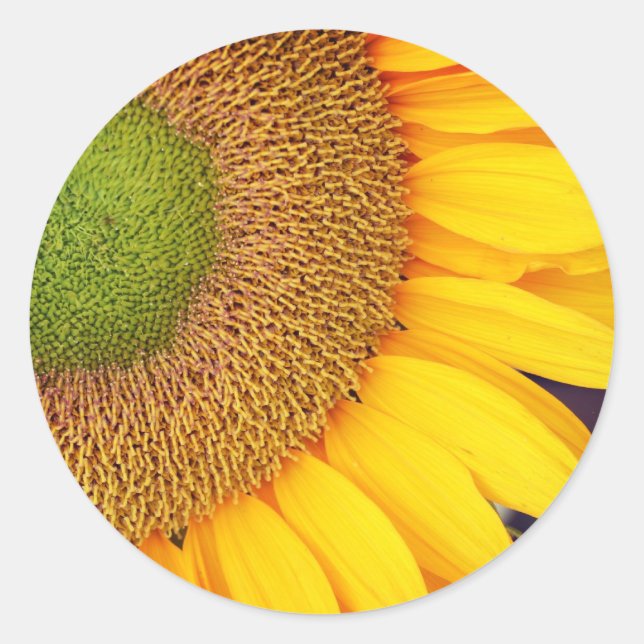 Sunflower Center And Petals Floral Classic Round Sticker (Front)