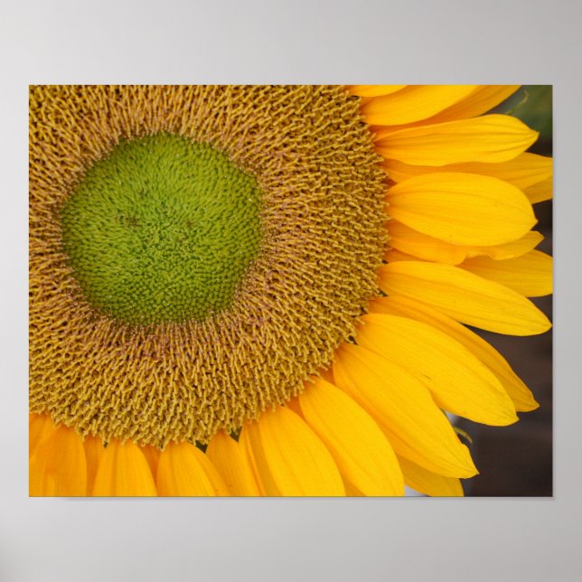 Sunflower Center And Petals Up Close Poster (Front)
