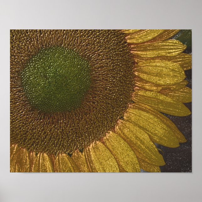 Sunflower Center Colored Pencil Art Poster (Front)