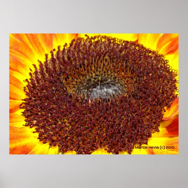 Sunflower Center Poster (Front)