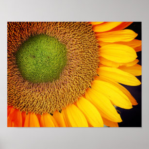 Sunflower Center Up Close Poster
